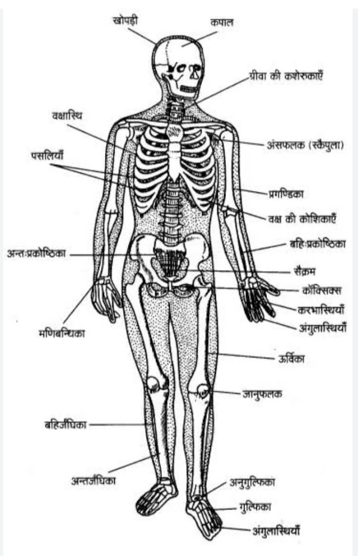 Skeletal Anatomy System