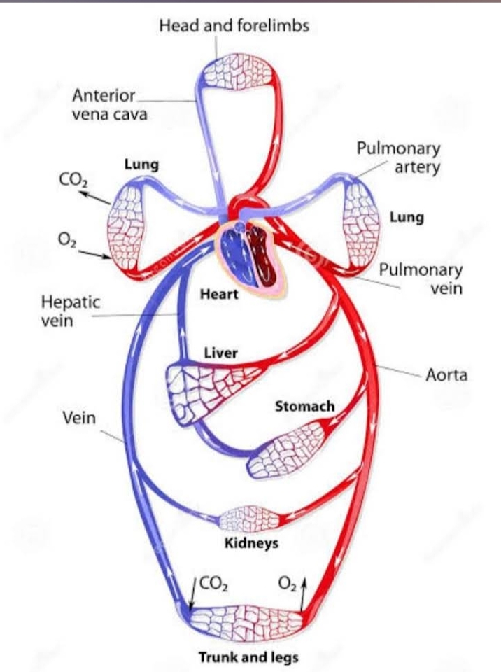Circulatory System Blood Flow Diagram