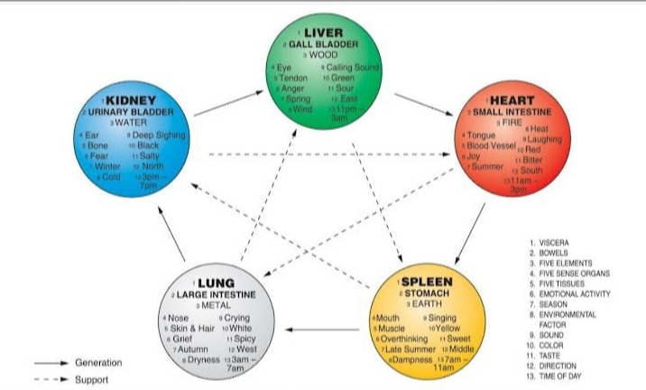 Five Elements and Organ Energy Flow